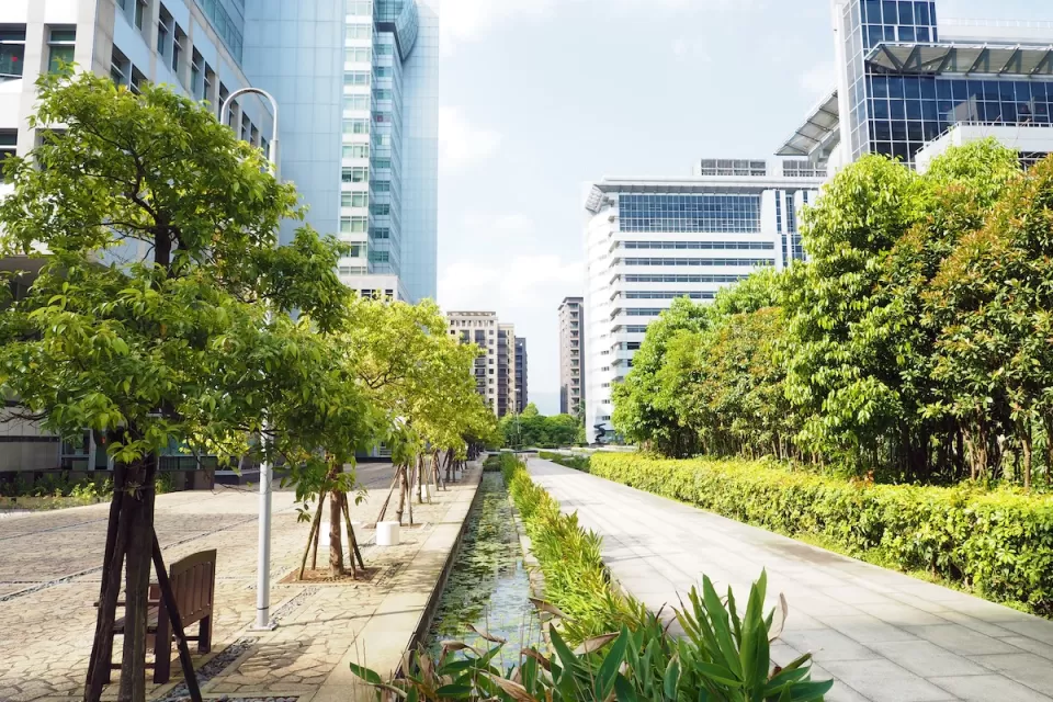 Small trees on city sidewlak with glass buildings in background.